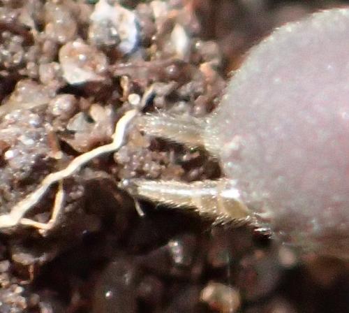 Réf. 270 554 : Atypus affinis